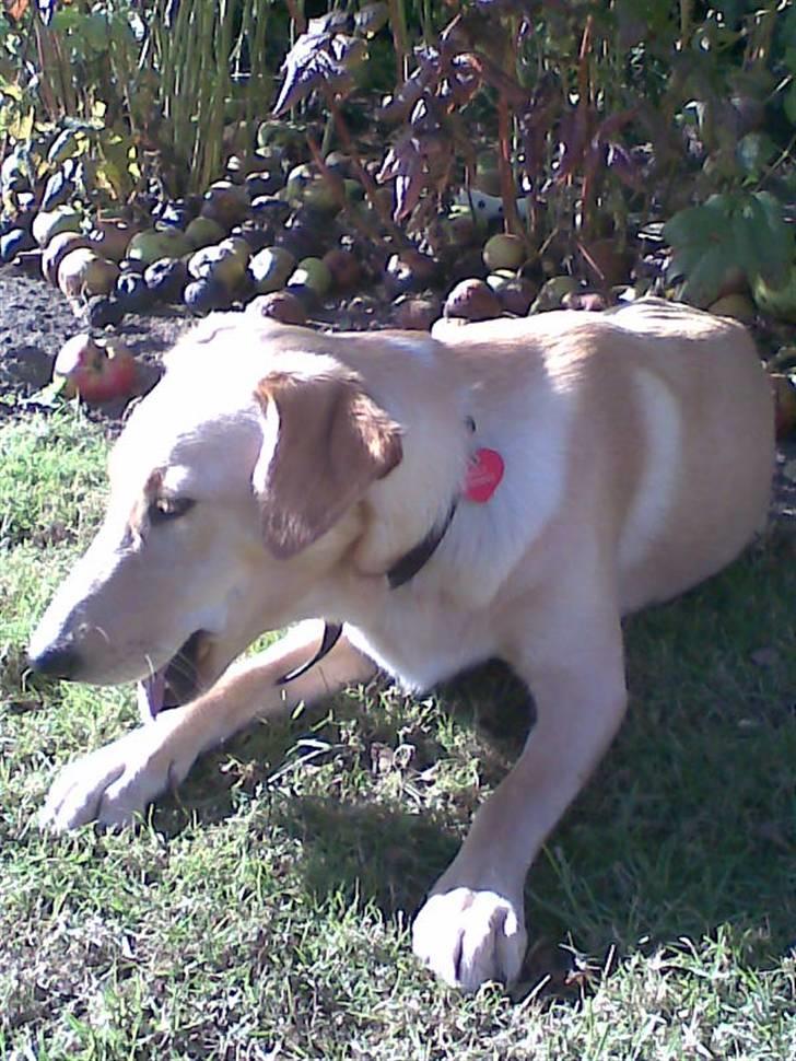 Blanding af racer Sally billede 10