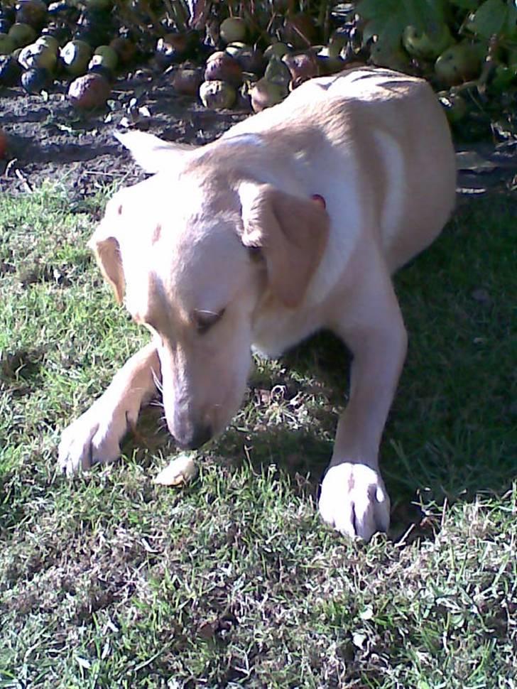 Blanding af racer Sally billede 11