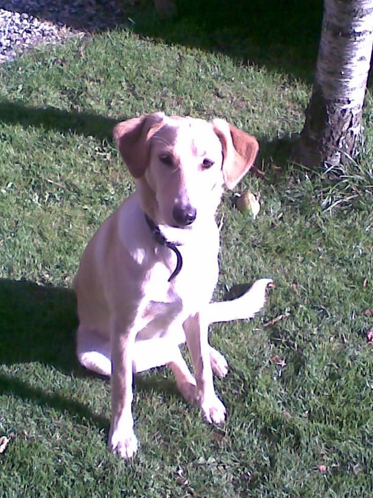 Blanding af racer Sally billede 12