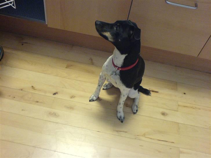 Dansk svensk gaardhund Agnes billede 14