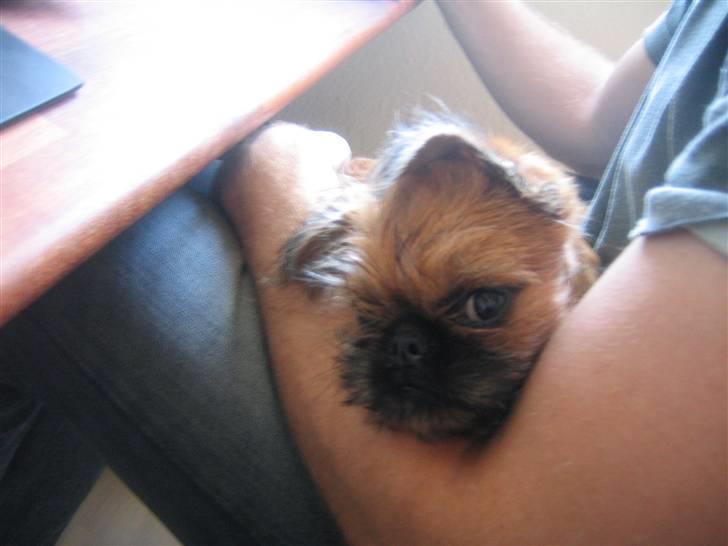 Griffon bruxellois Eddie - Eddie ca ½ år billede 3