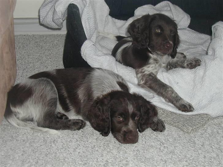 Kleiner münsterländer Zenta og freja - ca 8,5 uger gamle;) Zenta ligger i kurven og Freja foran.. Skønne små trunter*ss* billede 1