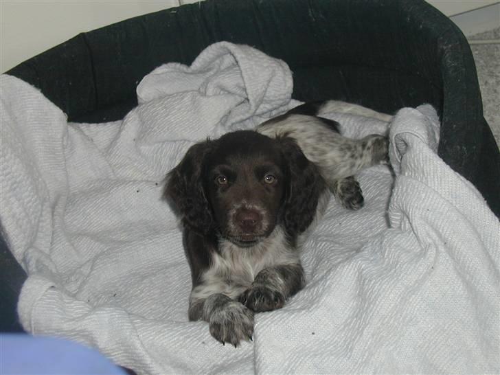 Kleiner münsterländer Zenta og freja - en meget lile nysgerrig Zenta;) billede 2