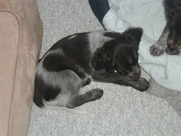 Kleiner münsterländer Zenta og freja - og så en meget lille Freja;) billede 3