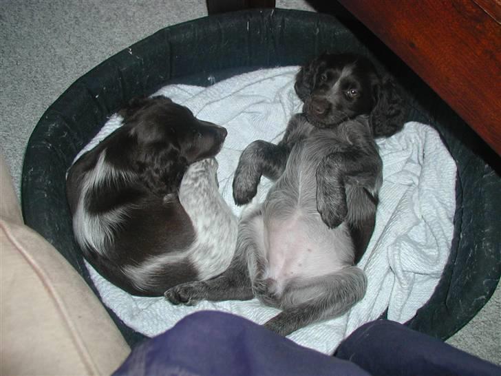 Kleiner münsterländer Zenta og freja - hehe så slapper vi lige af*G* billede 4