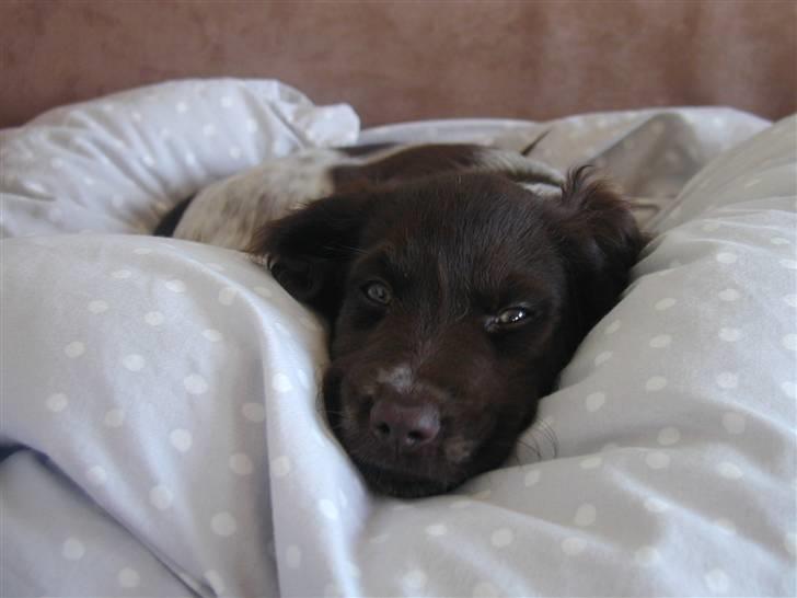 Kleiner münsterländer Zenta og freja - Øhhh puttetrold? billede 5