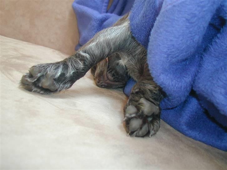 Kleiner münsterländer Zenta og freja - Hmmm;) billede 6