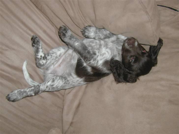 Kleiner münsterländer Zenta og freja - Hyggehjørne... billede 7