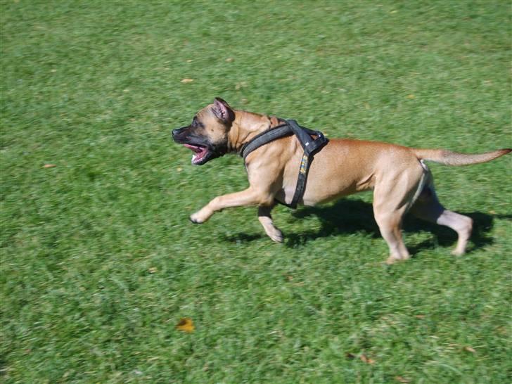 Amerikansk staffordshire terrier Tyson - Se mig løber jeg ikke  stærkt....? billede 5