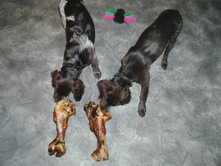 Kleiner münsterländer Zenta og freja - Store ben, små hunde;) billede 8