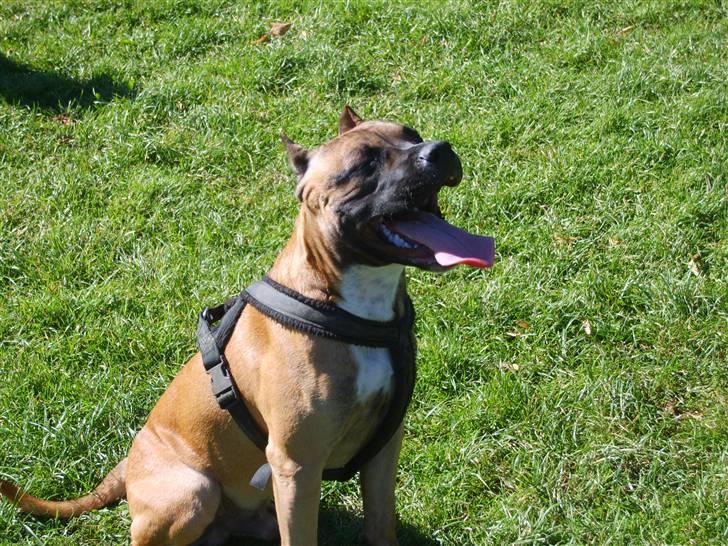 Amerikansk staffordshire terrier Tyson - Puha den var hår den løbe tur.. hm hvad sker der lige for tungen :P billede 6