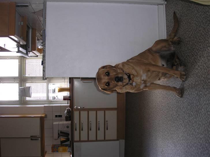 Blanding af racer joppe <33 billede 9