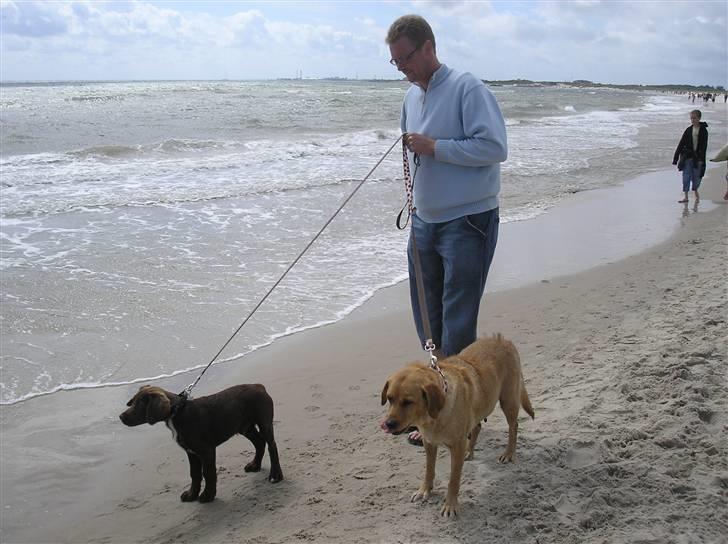 Blanding af racer joppe <33 billede 10