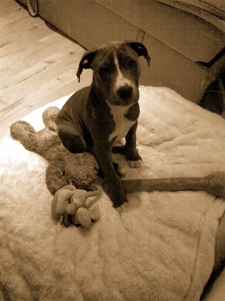 Amerikansk staffordshire terrier Alonso billede 11