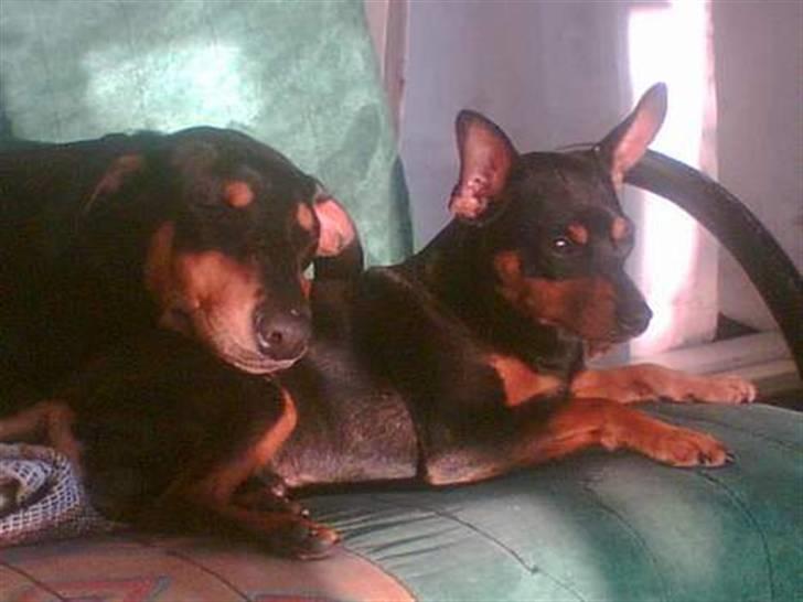 Dvaergpinscher Magnus - ligger sammen med min ynglings pige tayga ;) billede 9