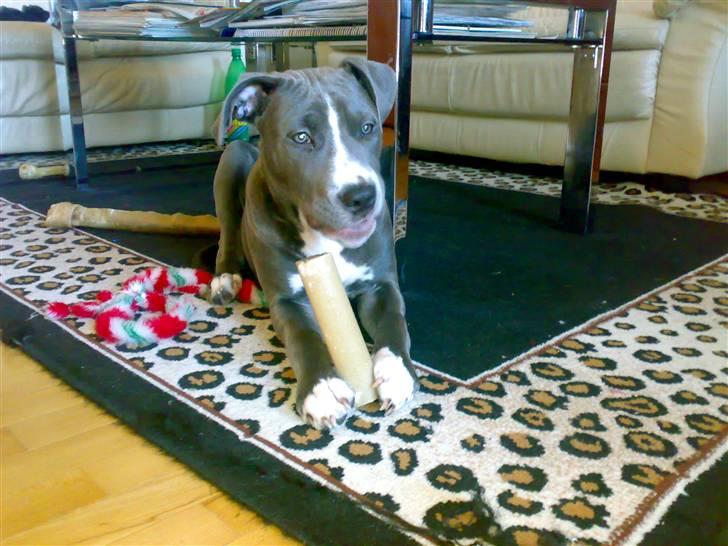 Amerikansk staffordshire terrier Alonso billede 12