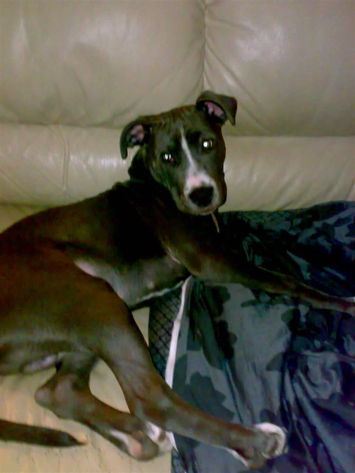 Amerikansk staffordshire terrier Alonso billede 13