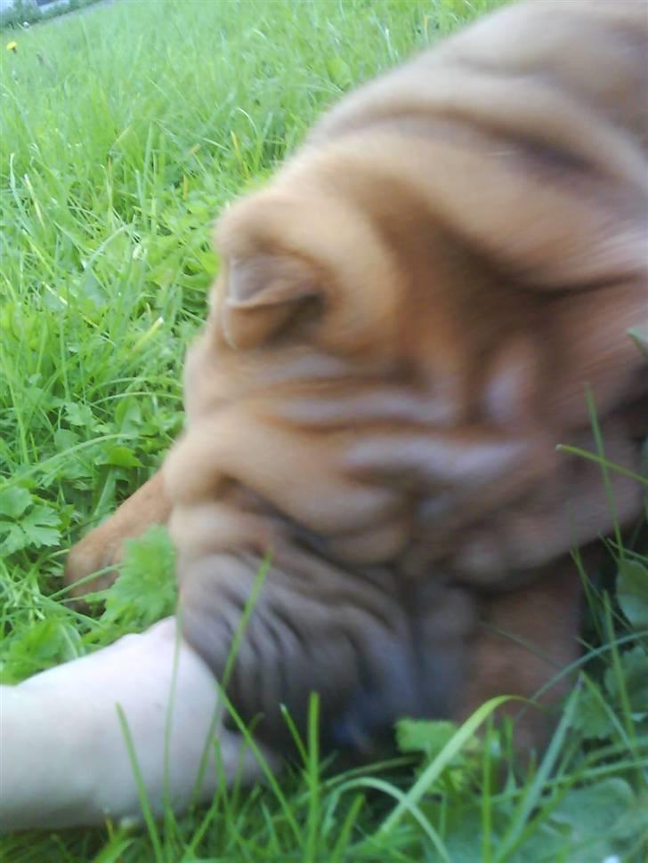 Shar pei R.I.P :'( Chubby  - RAauW  billede 5