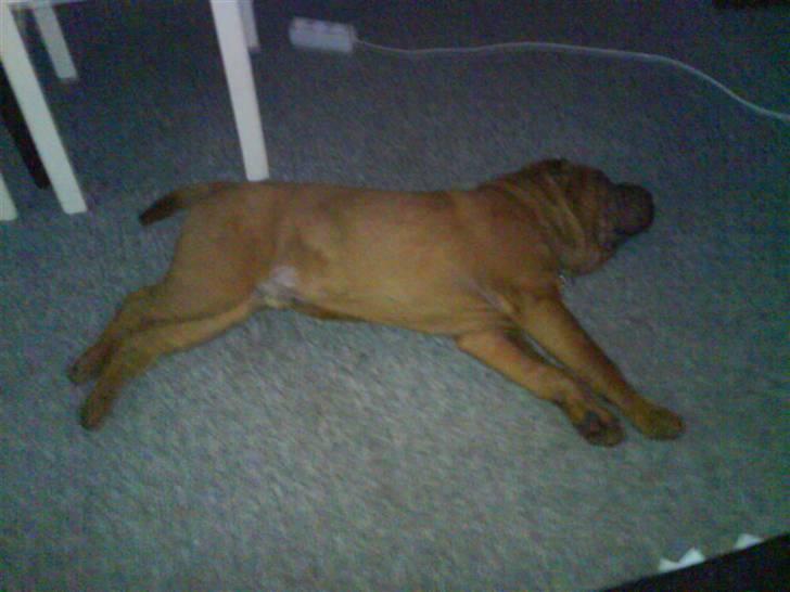 Shar pei R.I.P :'( Chubby  - Se hvor stor jeg er blevet billede 6