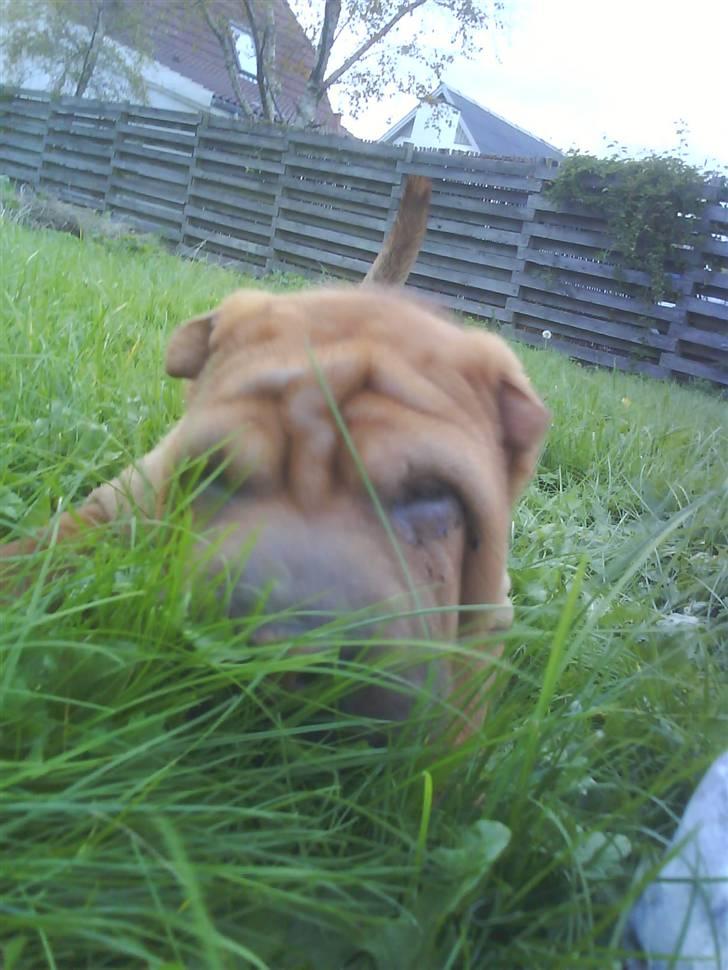 Shar pei R.I.P :'( Chubby  - jeg sniger mig afsted billede 7