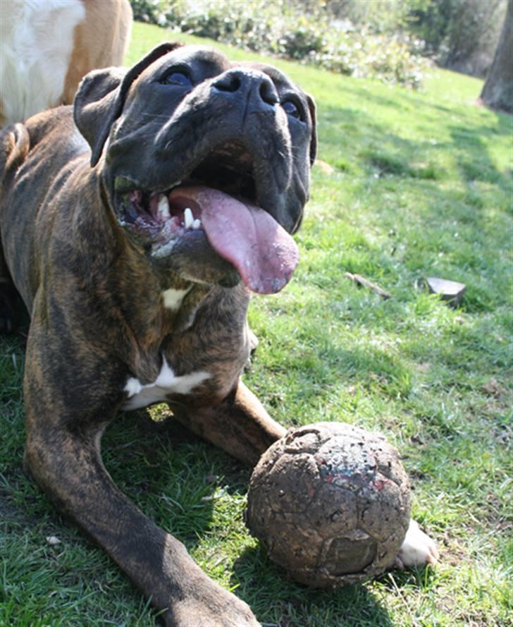 Boxer Emma - Nyt billede. Emma er vokset en smugle :) billede 12