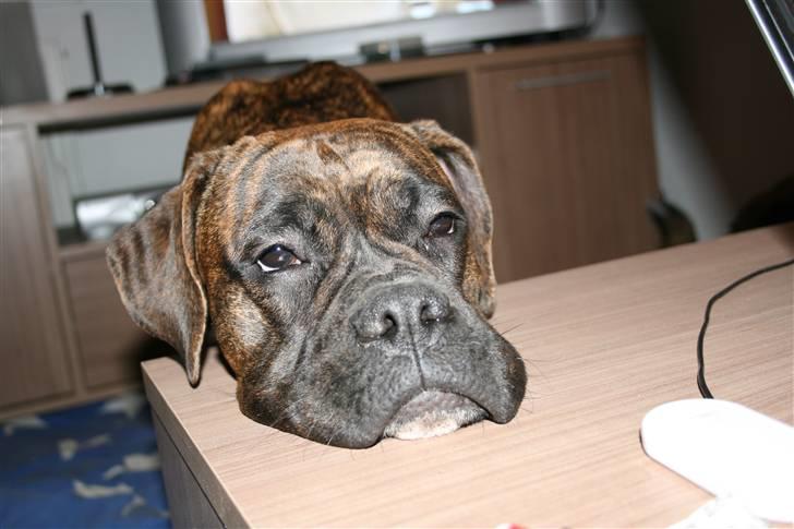 Boxer Emma - Emma´s måde at vise hun keder sig på :-) billede 13