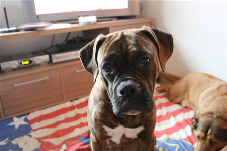 Boxer Emma - Nyt billede. Emma er vokset en smugle :) billede 14