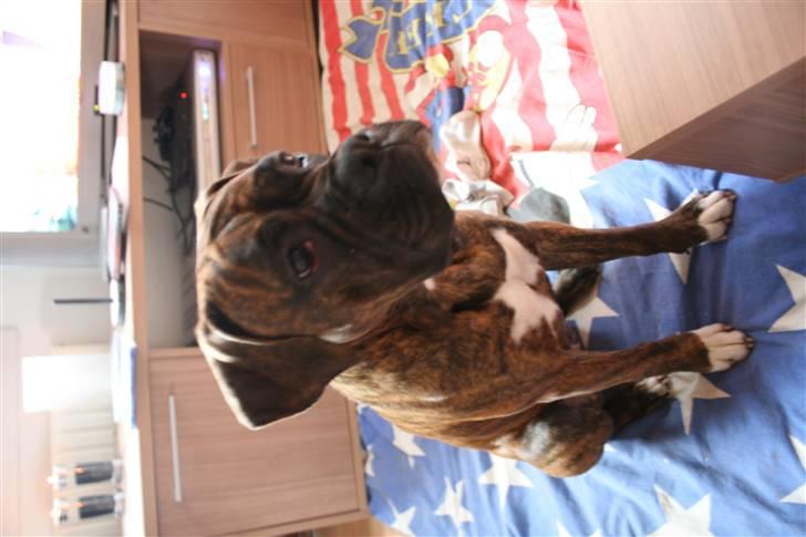 Boxer Emma - Nyt billede. Emma er vokset en smugle :) billede 15