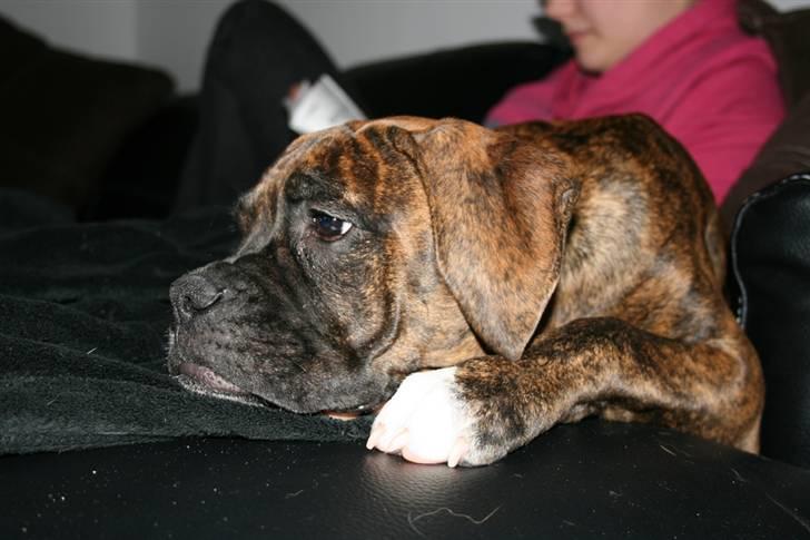 Boxer Emma - endnu et billede af emma (taget med nyt kamera) billede 16