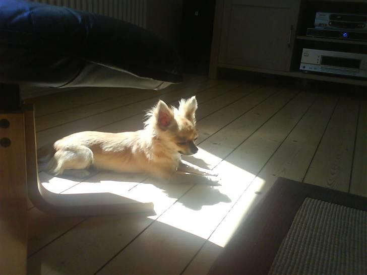 Chihuahua Joey - Sol er altså bare det bedste! billede 10