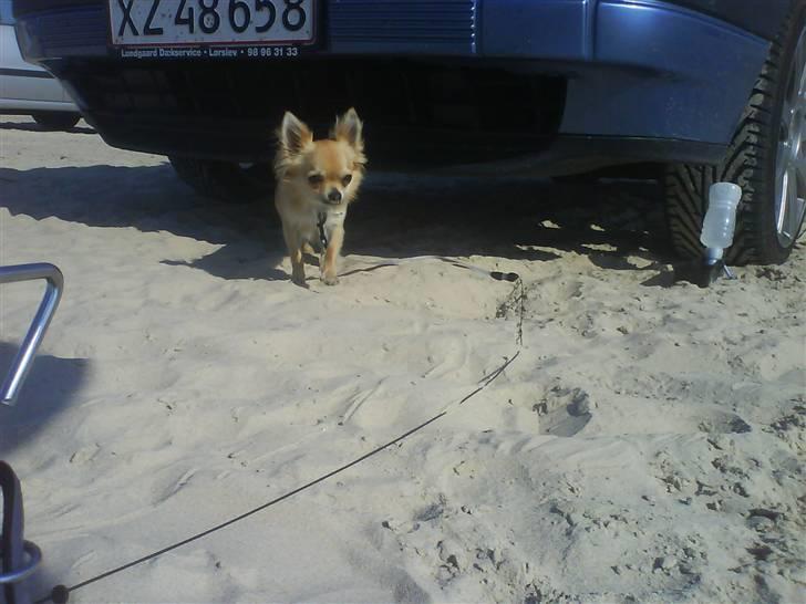 Chihuahua Joey - Elsker stranden når der er godt med sol :-) Men jeg nægter altså at bade når der er bølger! billede 11