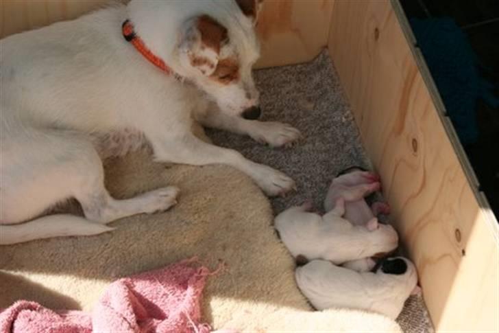 Jack russell terrier Liva - Liva med hvalpe billede 1
