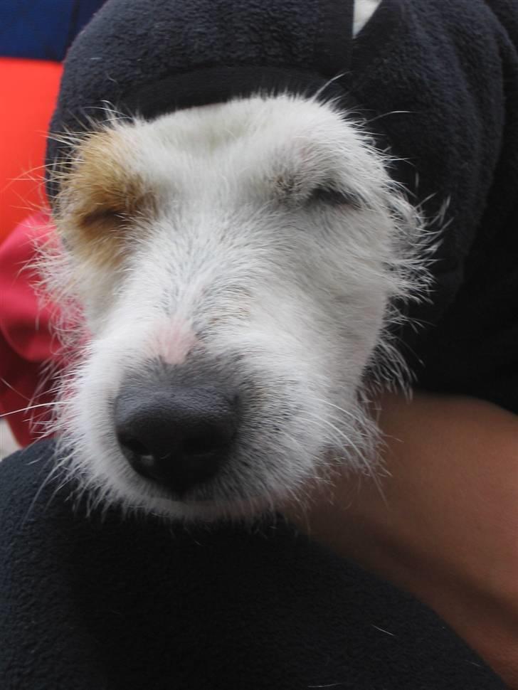 Jack russell terrier Liva - skal lige prøve Nannas bluseærme billede 2