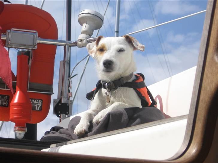 Jack russell terrier Liva - Man er vel en skibshund billede 3