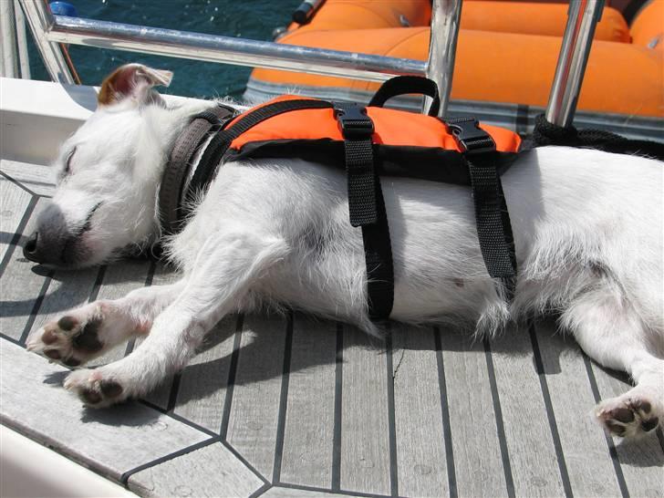 Jack russell terrier Liva - her tager jeg mig lige en slapper med redningsvesten på billede 4