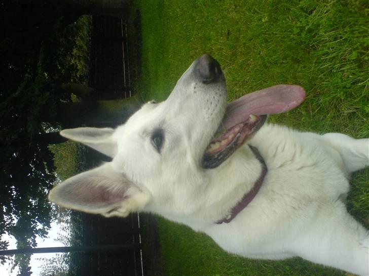 Hvid schæfer Dyan   rip - mums kan lugte mad fra grillen billede 7