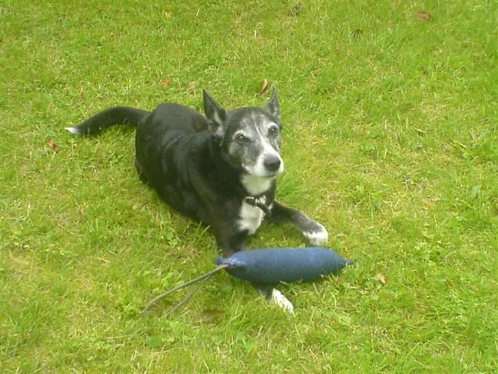 Hvid schæfer Dyan   rip - her er min gode ven max som jeg leger med hver dag for det er min storbror  billede 8