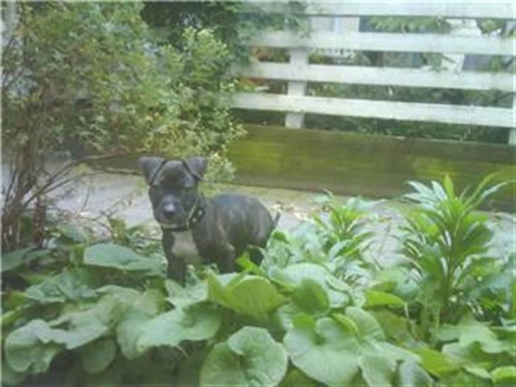 Amerikansk staffordshire terrier Kuno billede 1