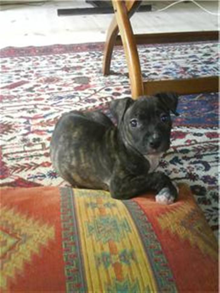 Amerikansk staffordshire terrier Kuno billede 2