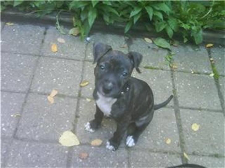 Amerikansk staffordshire terrier Kuno billede 3