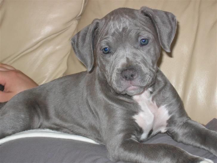 Amerikansk staffordshire terrier Costa - Hva´ så tøzer.. billede 4