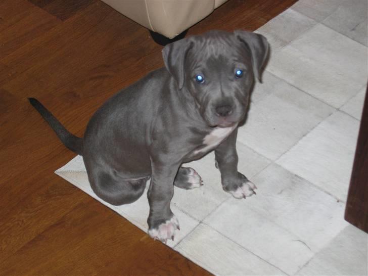 Amerikansk staffordshire terrier Costa - Lige lidt for lækker.. billede 5