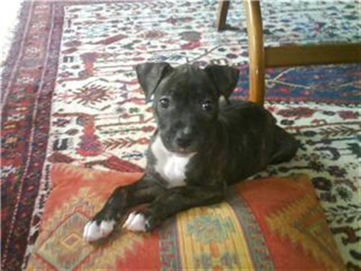 Amerikansk staffordshire terrier Kuno billede 4