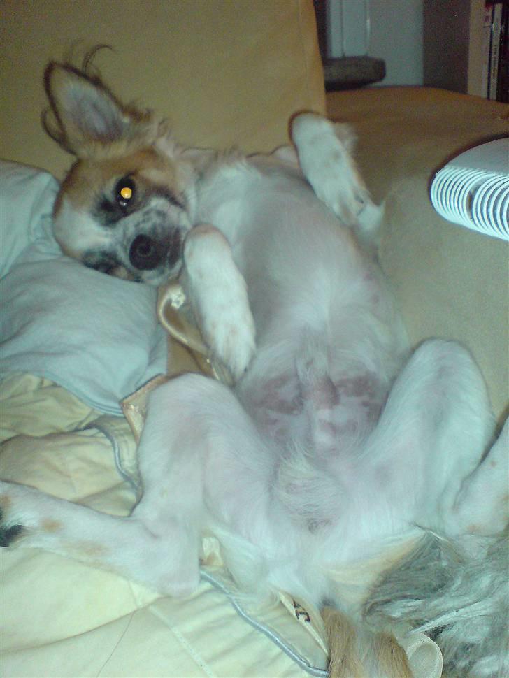 Chihuahua Niño - aaaah det er bare livet det her.  billede 13