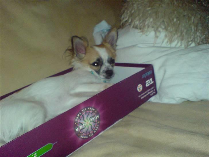 Chihuahua Niño - Kedeligt spil...jeg ta´r mig en morfar istedet... billede 14