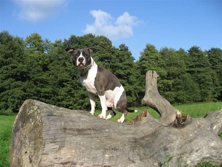 Amerikansk staffordshire terrier Great Vikings Niño - 27/09-07 billede 16