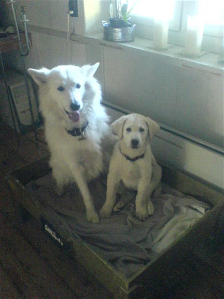 Samojedhund O's Snebold <3  - Snebold og Laban  billede 8