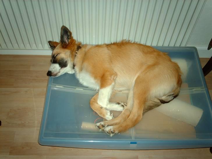 Blanding af racer django billede 9