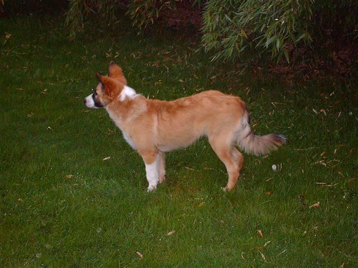 Blanding af racer django billede 10