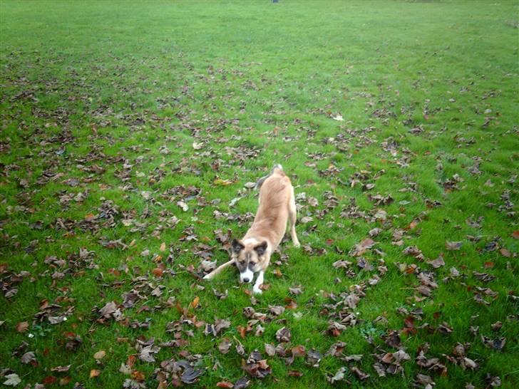 Blanding af racer django billede 11